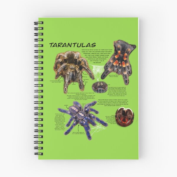 Item preview, Tarantula fact sheet (black text) designed and sold by Ren Andrews.