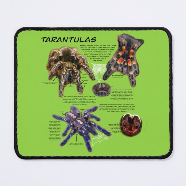 Item preview, Tarantula fact sheet (black text) designed and sold by Ren Andrews.