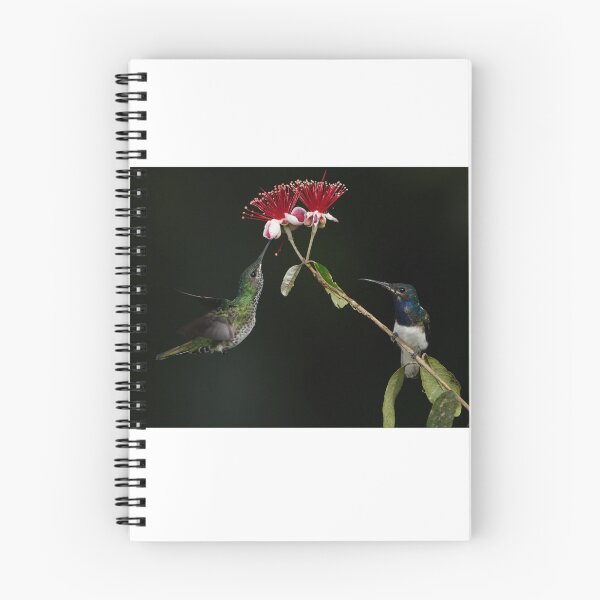 Item preview, Pair of White necked Jacobins designed and sold by acwb.