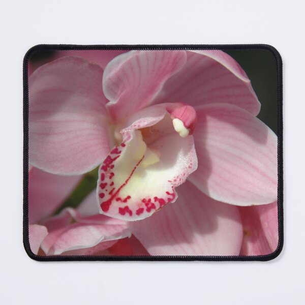Item preview, pale pink cymbidium designed and sold by okomedesign.