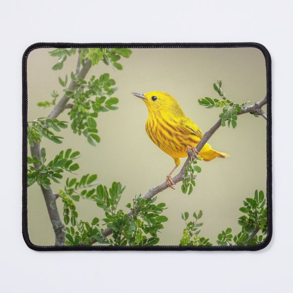 Item preview, Perched Yellow Warbler South Texas designed and sold by PhotoArt by Joan Carroll.