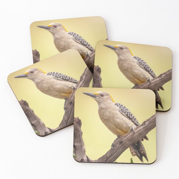 Item preview, Female Golden Fronted Woodpecker South Texas designed and sold by PhotoArt by Joan Carroll.