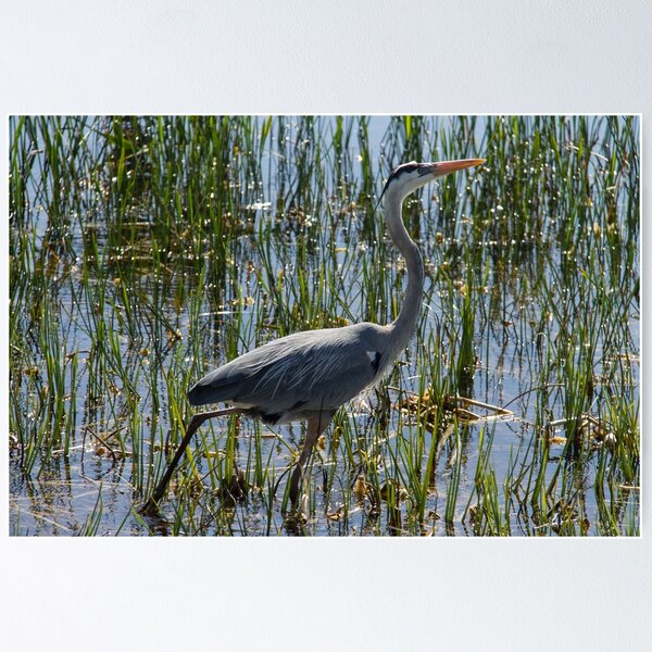 Item preview, Great Blue Heron Bird Closeup designed and sold by ValeriesGallery.