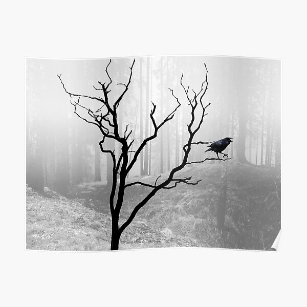 Black Crow in Foggy Forest A118 Poster