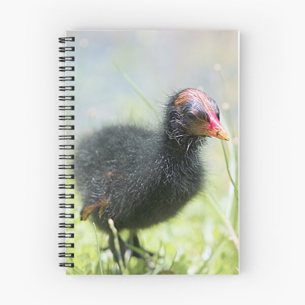 Item preview, Common Gallinule designed and sold by adventuresswfl.