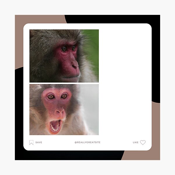 Monkey Meme Photographic Prints for Sale
