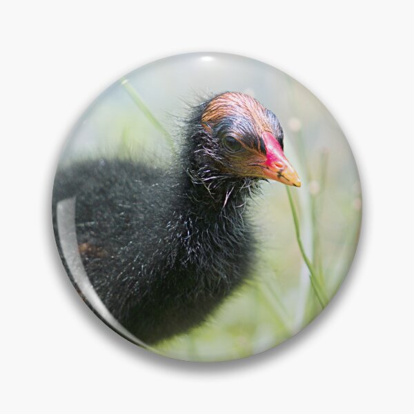Item preview, Common Gallinule designed and sold by adventuresswfl.