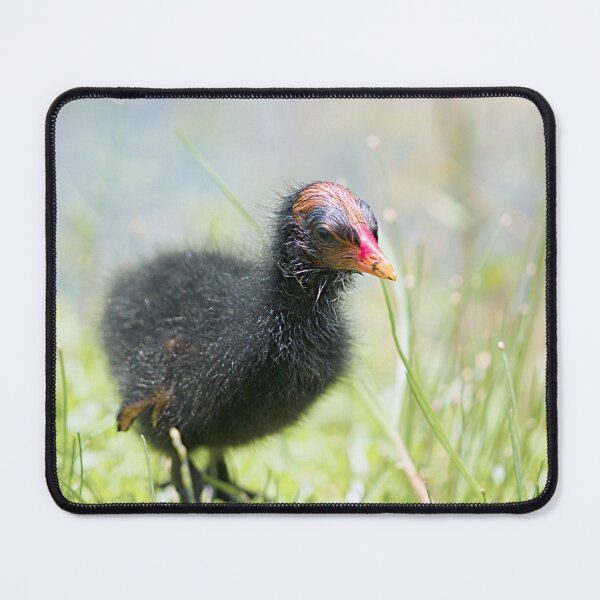 Item preview, Common Gallinule designed and sold by adventuresswfl.