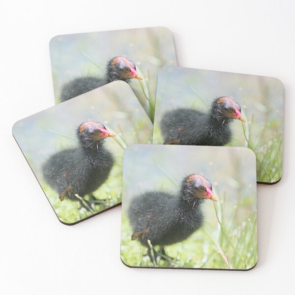 Item preview, Common Gallinule designed and sold by adventuresswfl.