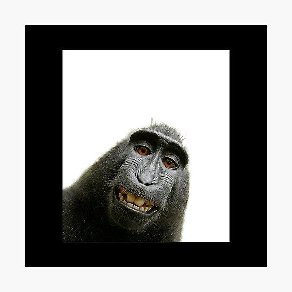 Monkey Meme Photographic Prints for Sale