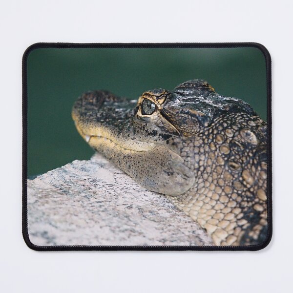 Item preview, American Alligator designed and sold by adventuresswfl.