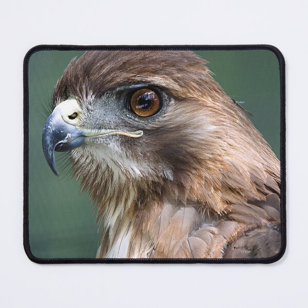 Item preview, Red-TailedHawk designed and sold by adventuresswfl.