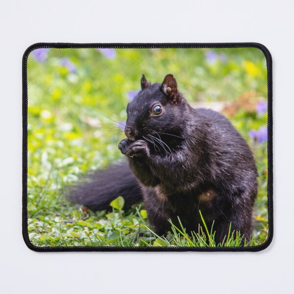 Item preview, Squirrel deals with nuts every day designed and sold by Susan Sheldon.