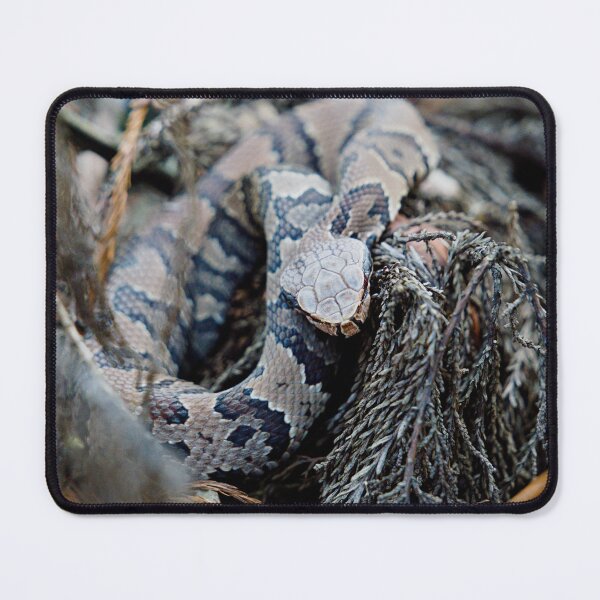 Item preview, Florida Cottonmouth designed and sold by adventuresswfl.