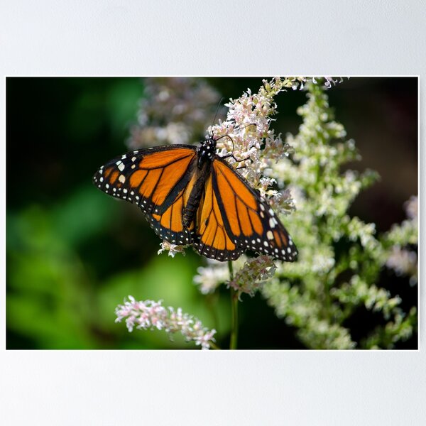 Item preview, Monarch on a pretty white flower designed and sold by Susan Sheldon.