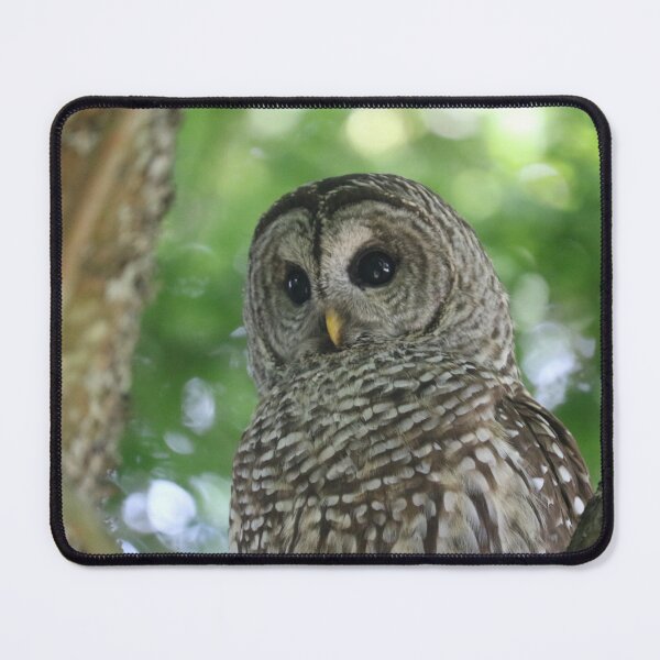 Item preview, Barred Owl Portrait designed and sold by TinaLynne77.