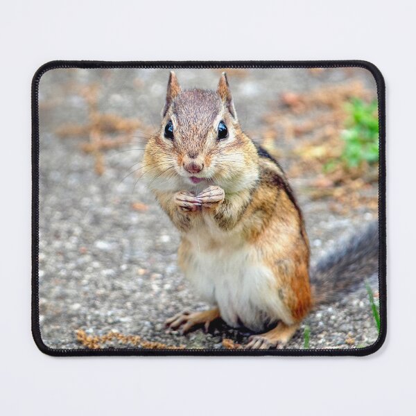 Item preview, Adorable chipmunk with a smile designed and sold by Susan Sheldon.