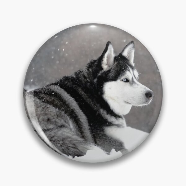 Artikelvorschau, Ein reinrassiger Husky inspiziert sein Revier bei starkem Schneefall entworfen und verkauft von myhuskymax.