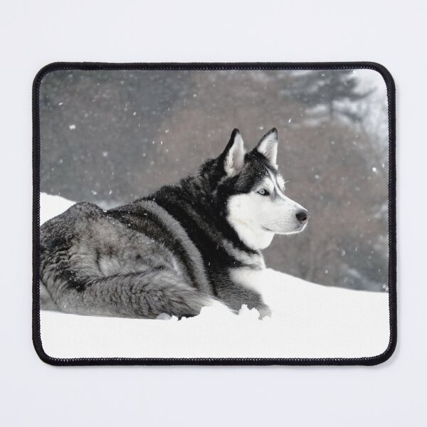 Item preview, A Purebred Husky Inspects His Territory in Heavy Snow designed and sold by myhuskymax.