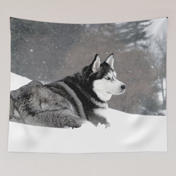 Item preview, A Purebred Husky Inspects His Territory in Heavy Snow designed and sold by myhuskymax.