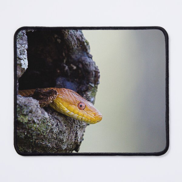 Item preview, Yellow Rat Snake designed and sold by adventuresswfl.