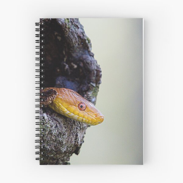 Item preview, Yellow Rat Snake designed and sold by adventuresswfl.