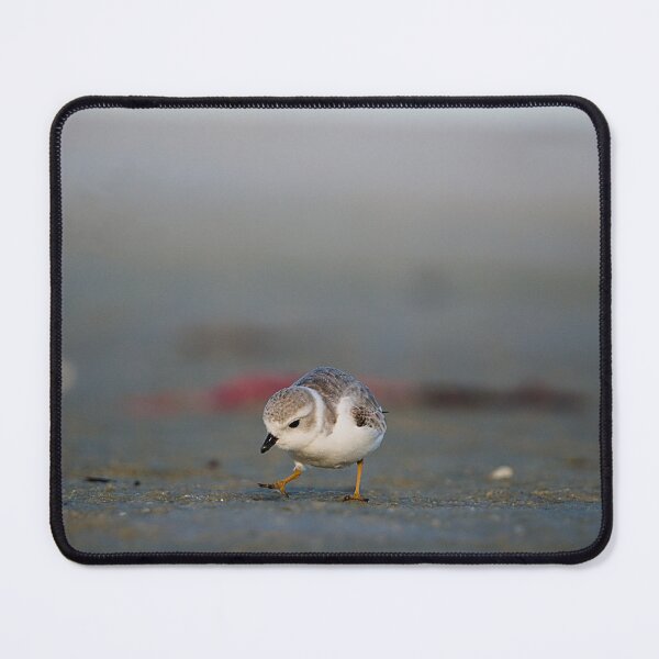 Item preview, Piping Plover designed and sold by adventuresswfl.