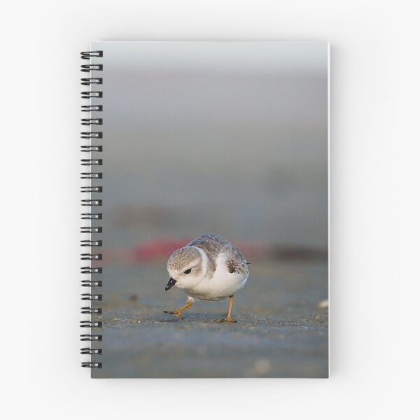 Item preview, Piping Plover designed and sold by adventuresswfl.