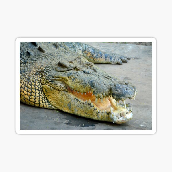 Saltwater crocodile Sticker