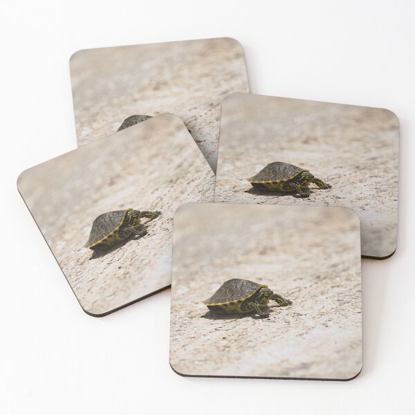 Item preview, Florida Cooter designed and sold by adventuresswfl.