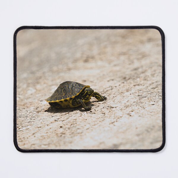 Item preview, Florida Cooter designed and sold by adventuresswfl.