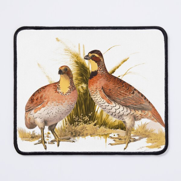 Item preview, Bobwhite Quail Bird designed and sold by Bliss Find And Design.