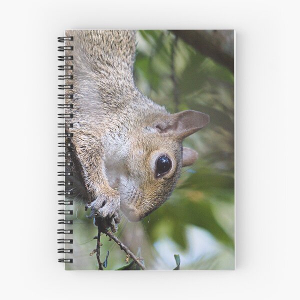 Item preview, Gray Squirrel designed and sold by adventuresswfl.