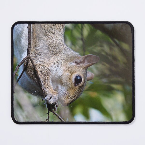 Item preview, Gray Squirrel designed and sold by adventuresswfl.