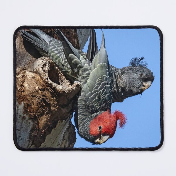 Item preview, A pair of gang gang cockatoos. designed and sold by DaveBassett.