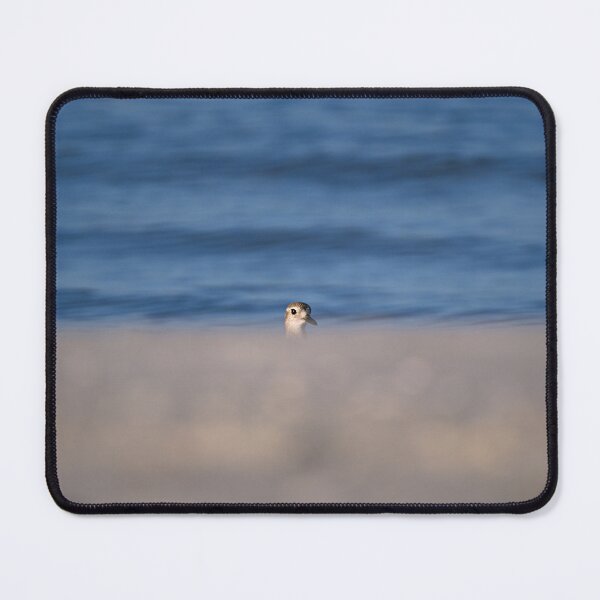 Item preview, Black-bellied Plover designed and sold by adventuresswfl.