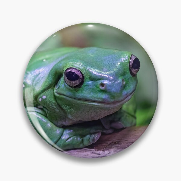 Item preview, Green tree frog resting. designed and sold by DaveBassett.