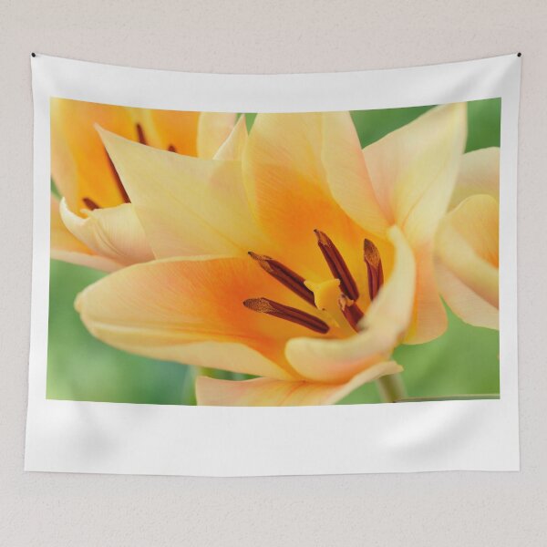 Item preview, Tulipa  'Fur Elise'  Tulip  Greigii Group designed and sold by Chris Burrows.