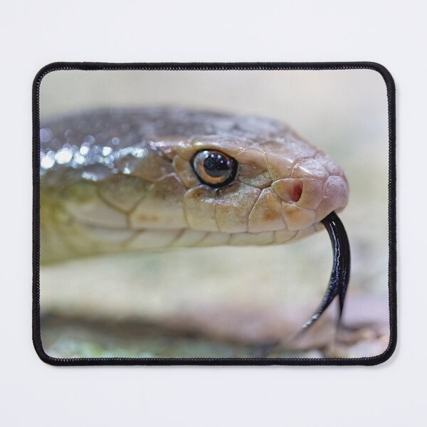 Item preview, A deadly taipan flicks out its tongue. designed and sold by DaveBassett.
