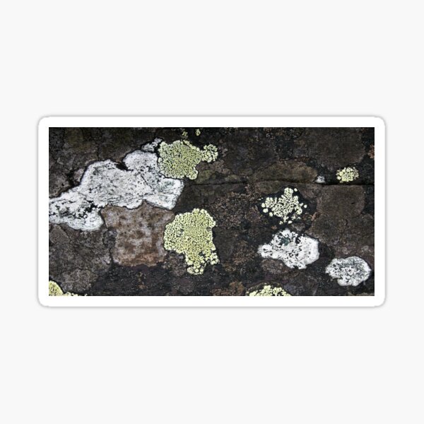 Item preview, lichen designed and sold by KathleenDawson.