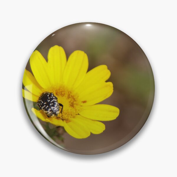 Item preview, White spotted rose beetle on crown daisy designed and sold by Calidris Fotografie Steffi & Ben Köppler.
