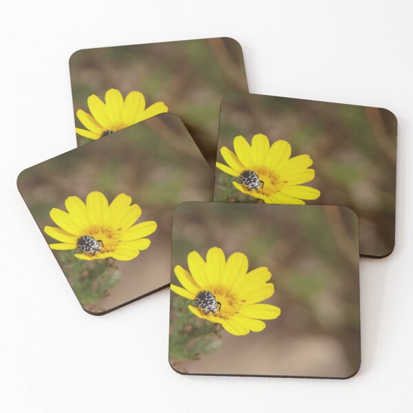 Item preview, White spotted rose beetle on crown daisy designed and sold by Calidris Fotografie Steffi & Ben Köppler.