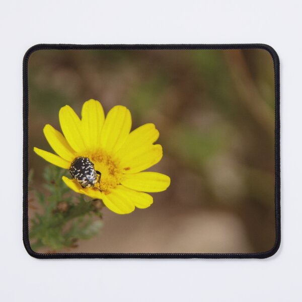 Item preview, White spotted rose beetle on crown daisy designed and sold by Calidris Fotografie Steffi & Ben Köppler.