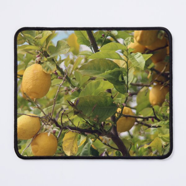Item preview, Lemon tree designed and sold by Calidris Fotografie Steffi & Ben Köppler.