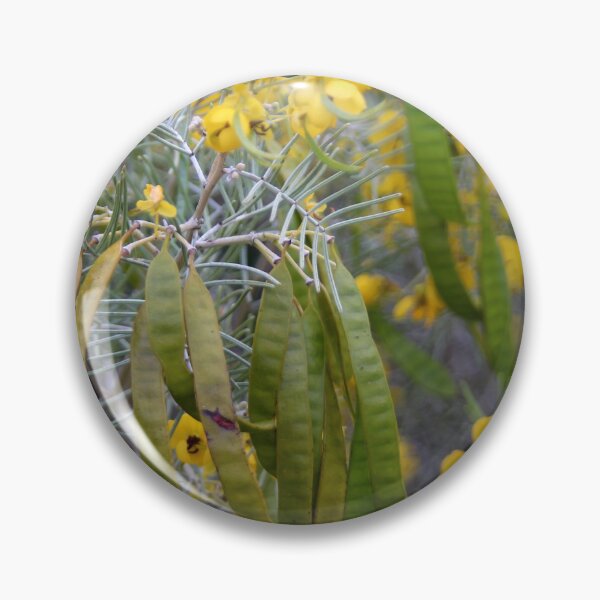 Item preview, Silver cassia designed and sold by Calidris Fotografie Steffi & Ben Köppler.