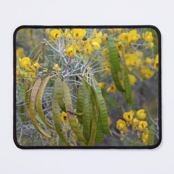 Item preview, Silver cassia designed and sold by Calidris Fotografie Steffi & Ben Köppler.