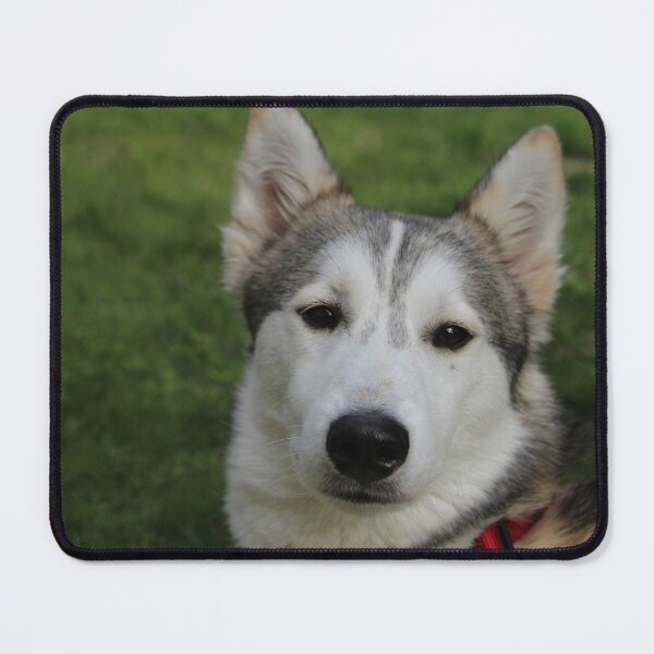 Item preview, Husky designed and sold by Calidris Fotografie Steffi & Ben Köppler.