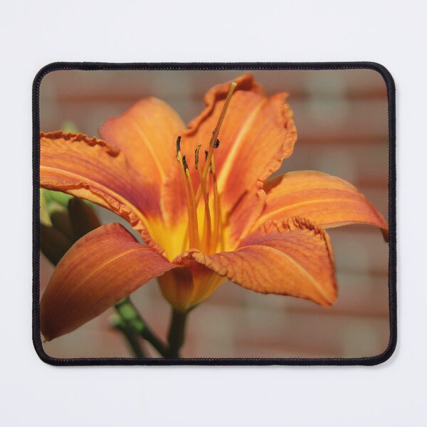 Item preview, Tiger Daylily designed and sold by Calidris Fotografie Steffi & Ben Köppler.