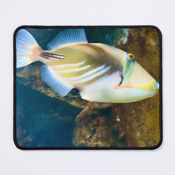 Item preview, bright fish designed and sold by BreeFarinaPhoto.