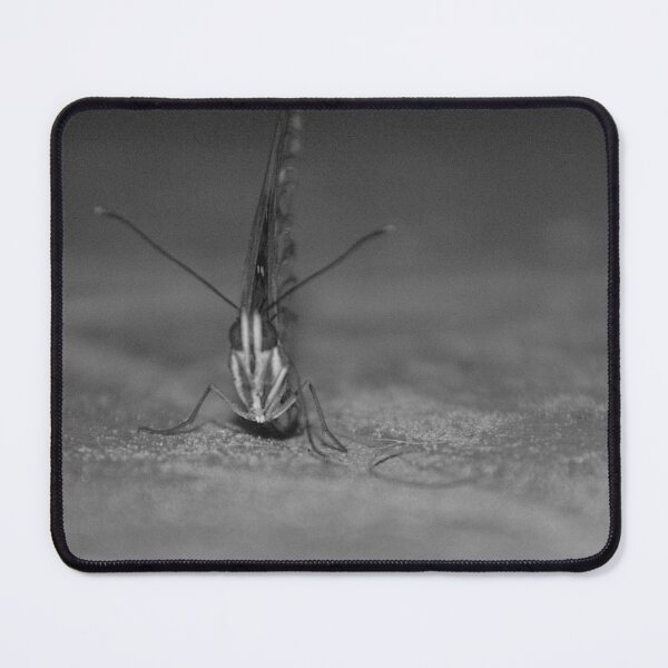 Item preview, Gulf Fritillary Butterfly Black And White designed and sold by MercerImages.